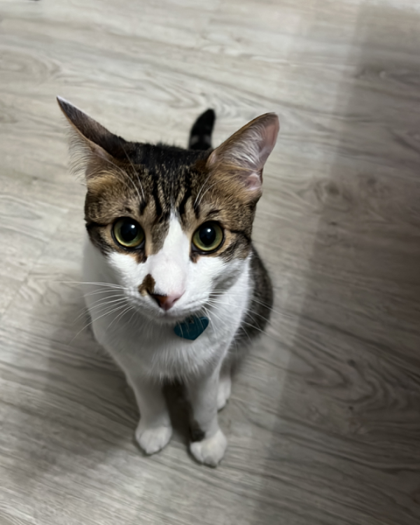 Missing Cat - Alcalá de Henares