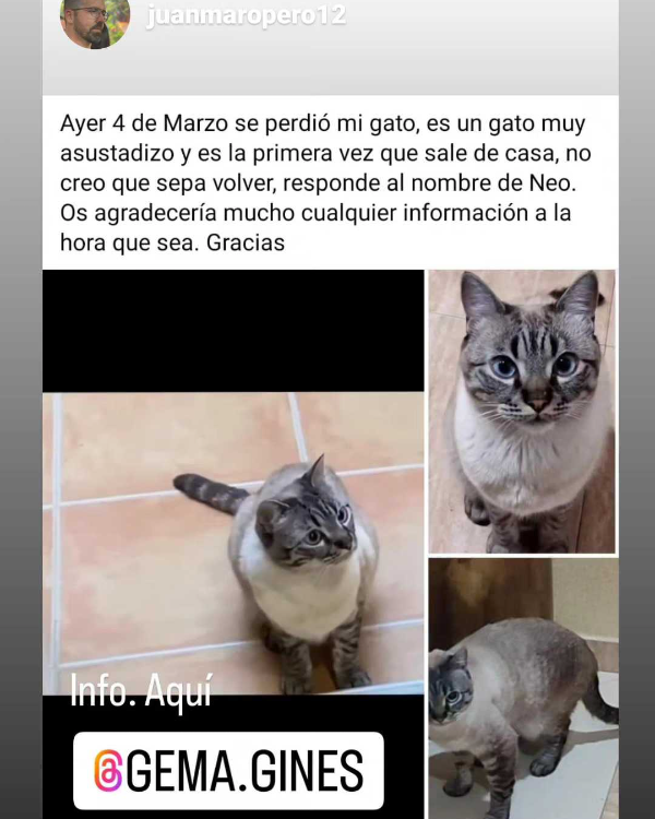 Missing Cat - Benamejí