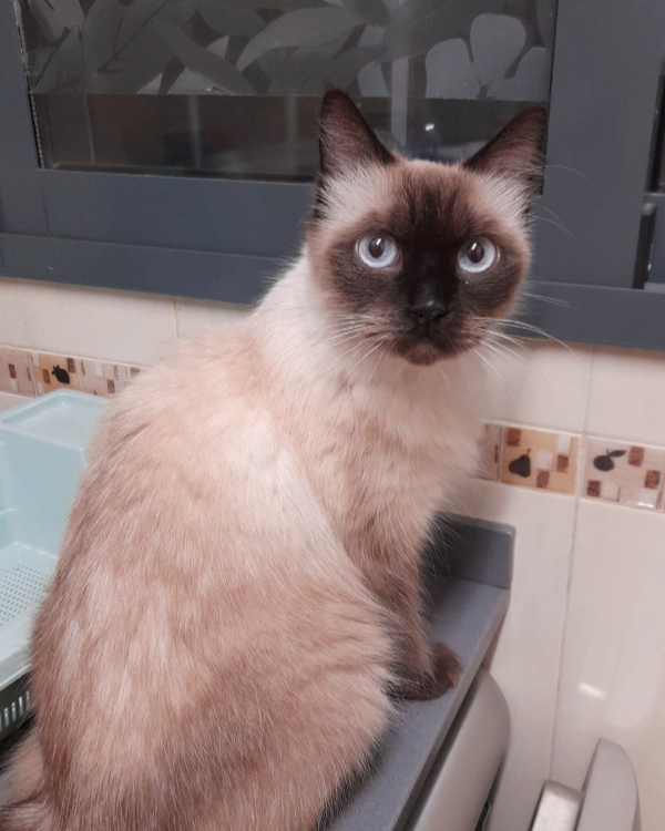 Missing Cat - Sant Jordi