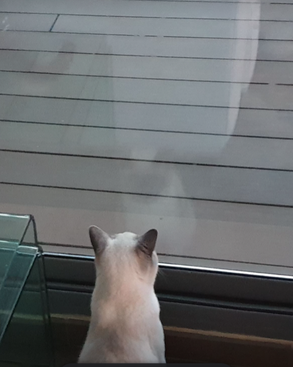 Missing Cat - Torrox