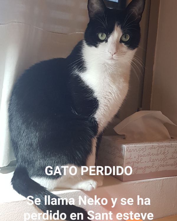 Found Cat - sant esteve sesrovires