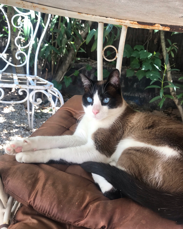 Missing Cat - Torrelodones