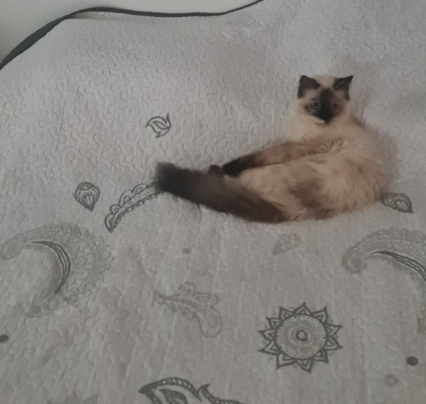 Missing Cat - Bornos