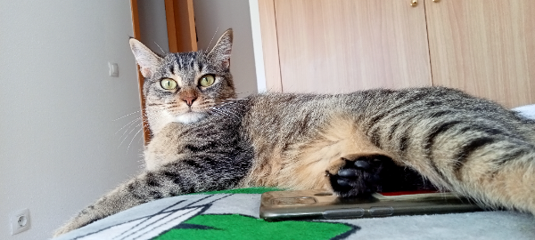 Found Cat - Alicante (Alacant)