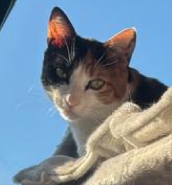 Missing Cat - Valladolid