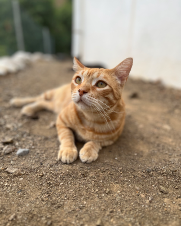 Missing Cat - Alhaurín el Grande