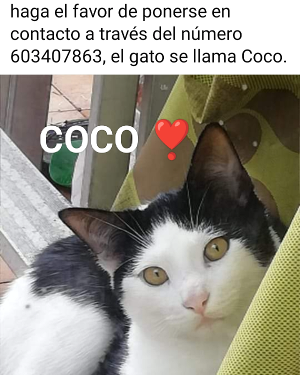 Missing Cat - Ourense