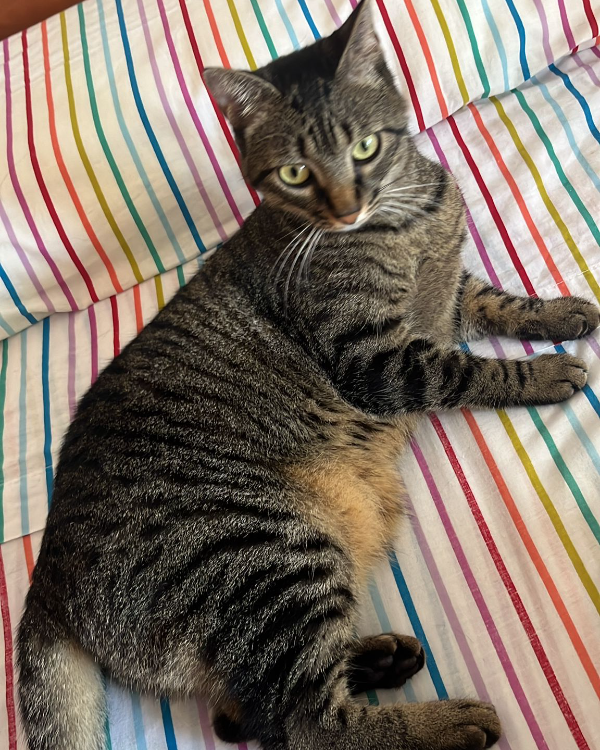 Missing Cat - Orpesa