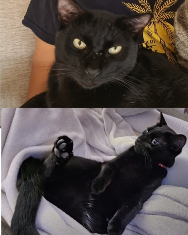 Missing Cat - Calafell