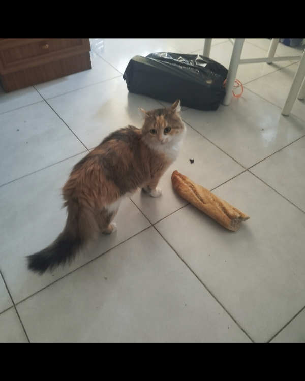 Missing Cat - El Puerto de Sta María