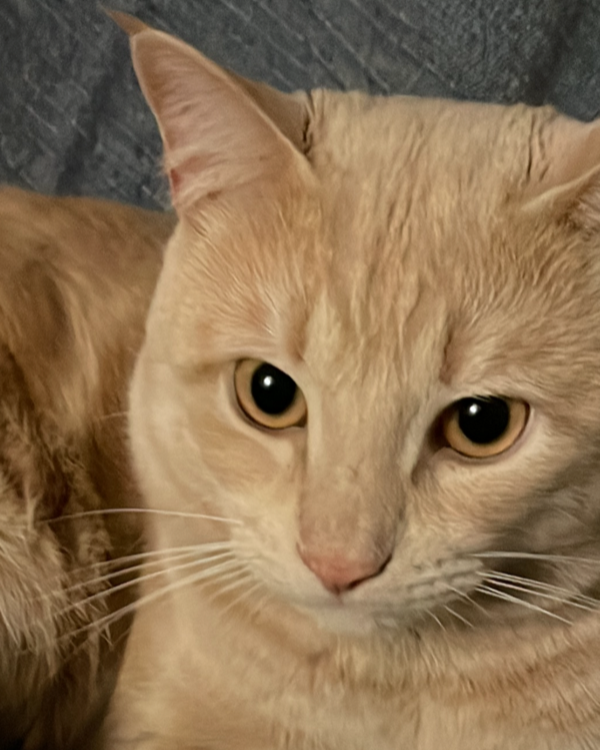 Missing Cat - Murcia