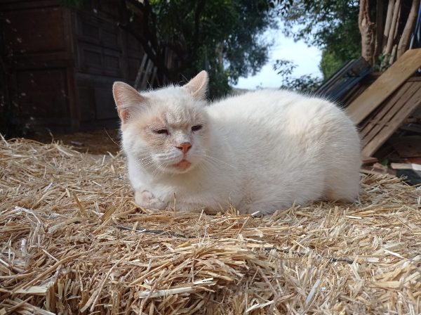 Missing Cat - Sóller