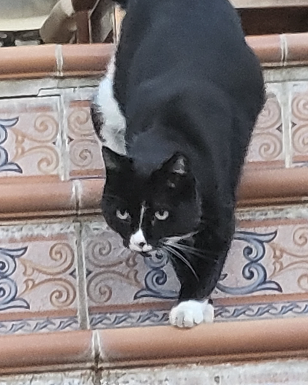 Missing Cat - Écija