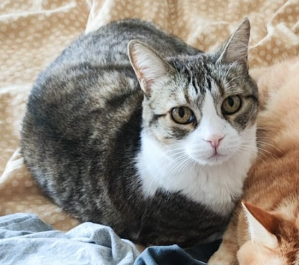 Missing Cat - Alcañiz