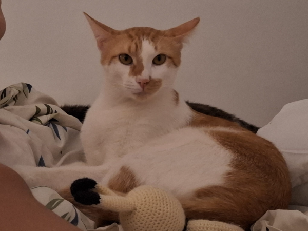 Missing Cat - Lleida