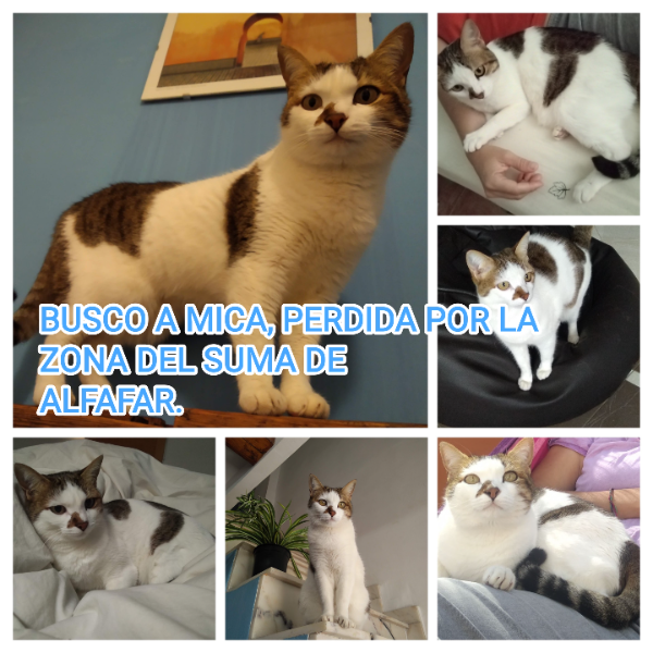 Missing Cat - Alfafar