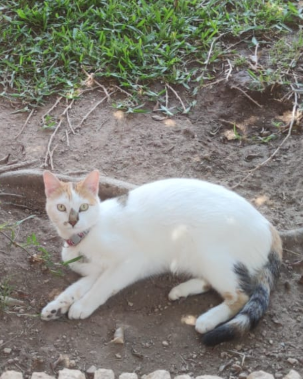Missing Cat - Sant Vicent del Raspeig