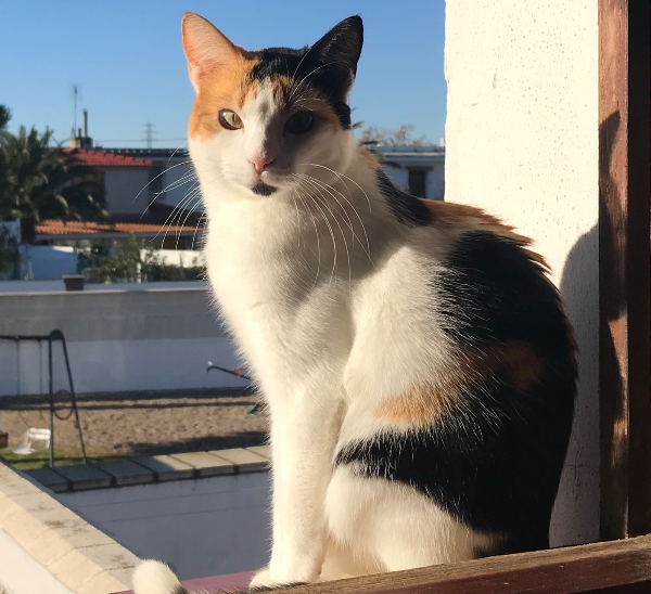 Found Cat - Zaragoza