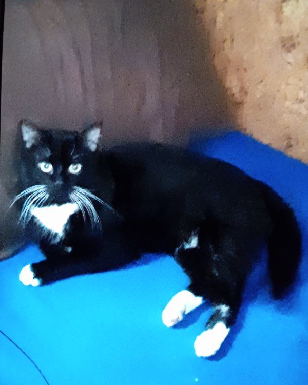 Missing Cat - Santa Creu de Jutglar