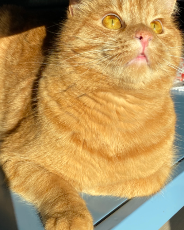 Missing Cat - Griñón