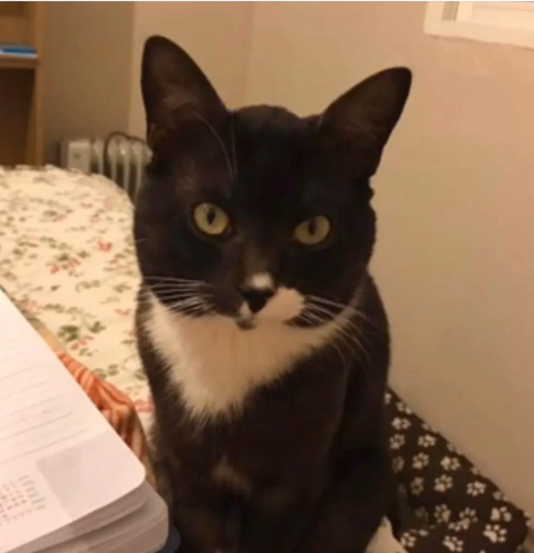 Found Cat - JEREZ, LAS FLORES