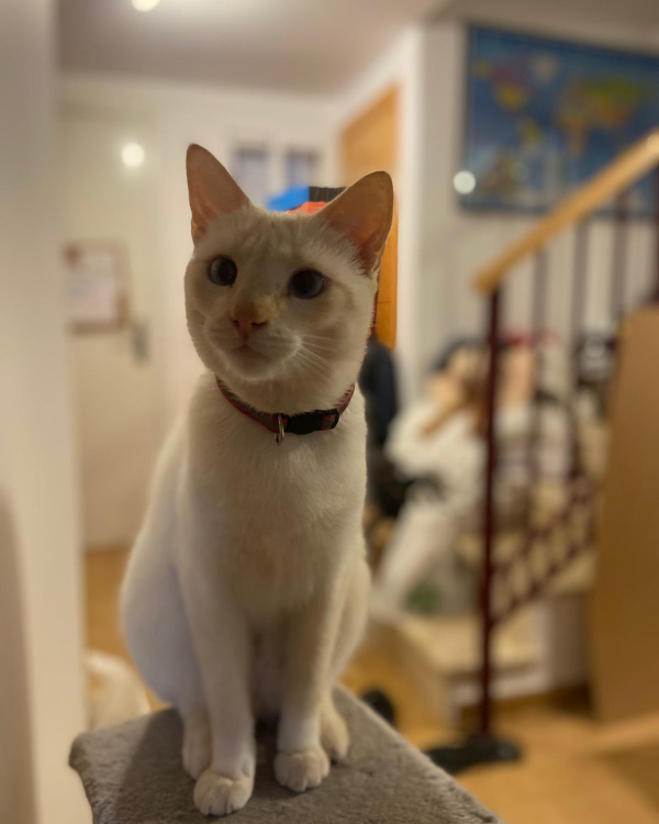 Missing Cat - Almayate