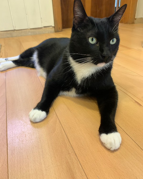 Missing Cat - Lloret de Mar