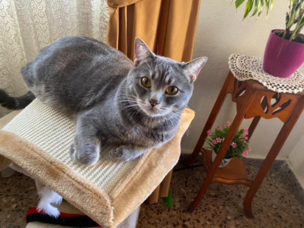 Missing Cat - La Carolina