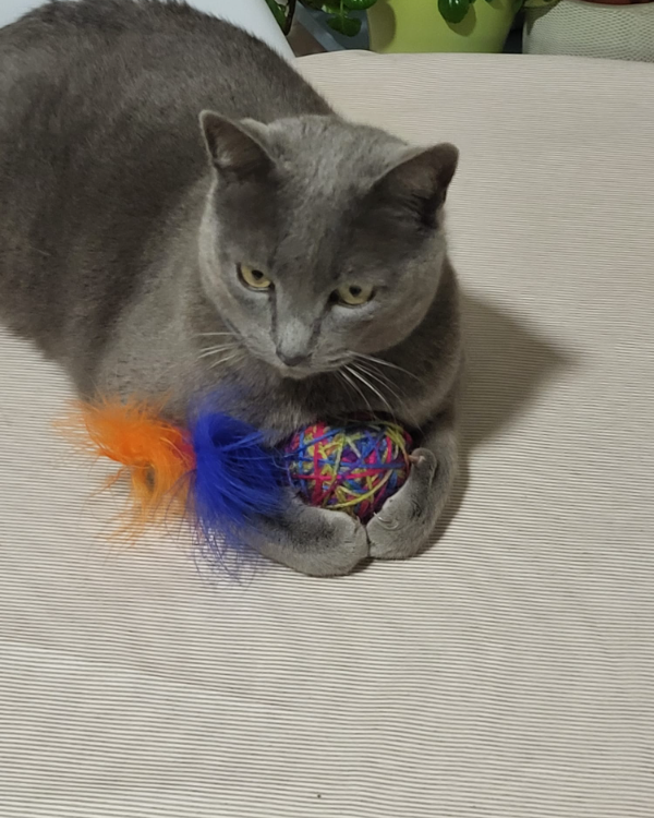 Missing Cat - Torrelodones