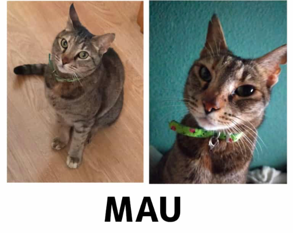 Missing Cat - Ávila