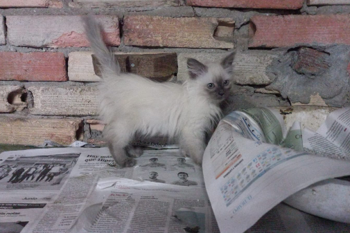 Missing Cat - Sanxenxo