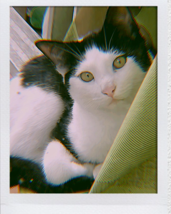 Missing Cat - Ourense