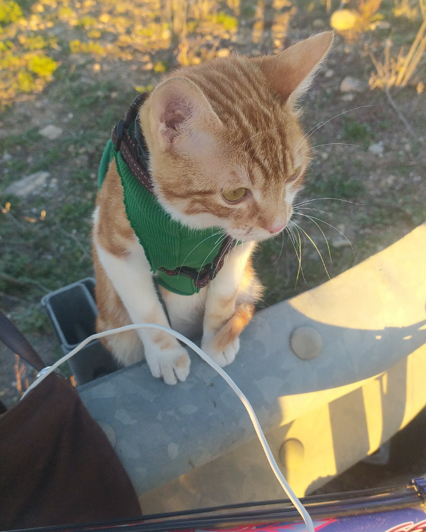 Missing Cat - Corella