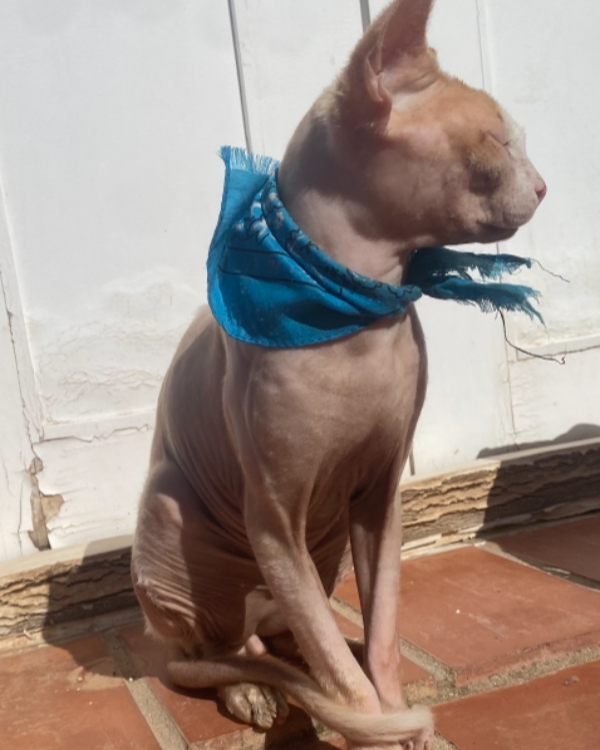 Missing Cat - Marbella