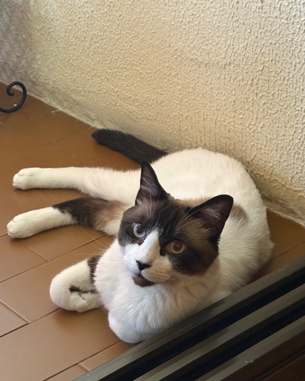 Missing Cat - Móstoles