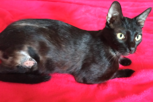 Missing Cat - Alacant