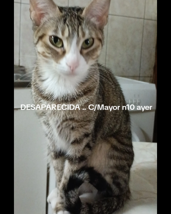 Missing Cat - Santacara