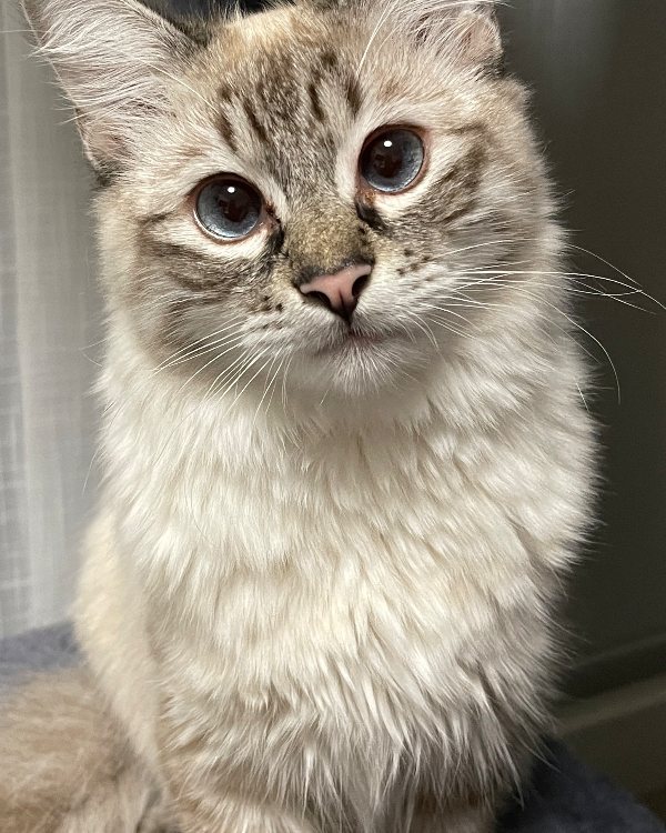 Found Cat - perdido en el Cañaveral por la zona  Francisco Grande Civisn esqyuna cn Mario mireno Cantinflas