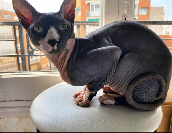 Missing Cat - Cotos de Monterrey