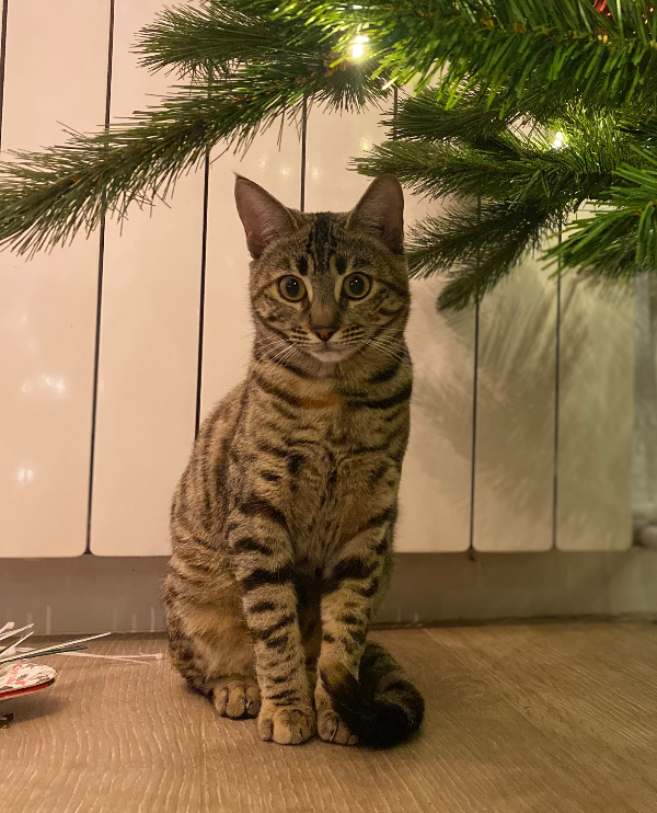 Found Cat - Riba-roja de Túria