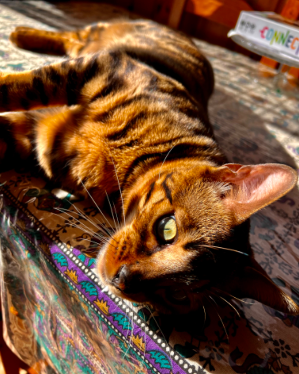 Missing Cat - Sant Celoni