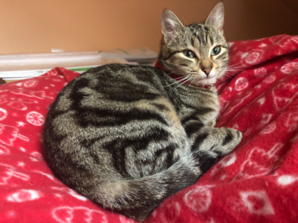 Missing Cat - Alpedrete