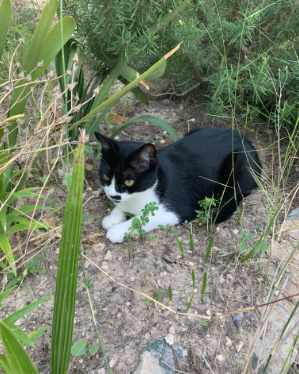 Missing Cat - Gata perdida en campo de Perleta (Partida de Perelta, Plg 1, 162, 03295 Elche