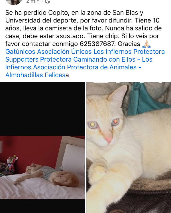 Found Cat - San Javier