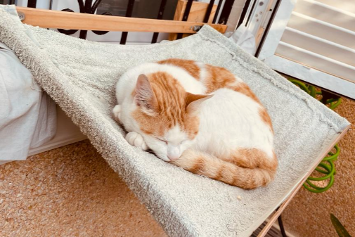 Missing Cat - Santa Pola de l'Est