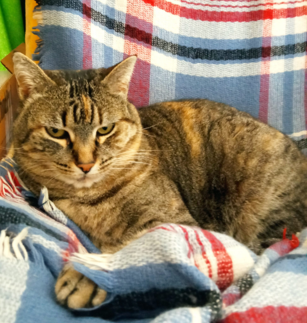 Missing Cat - Loeches