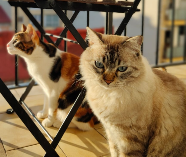 Missing Cat - Torrent