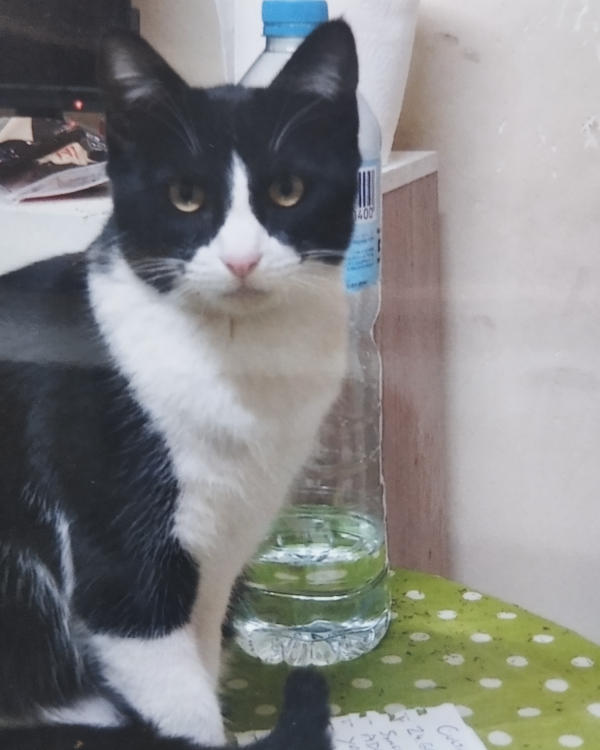 Missing Cat - Caravaca de la Cruz