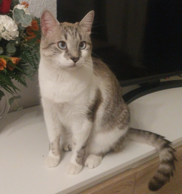 Found Cat - Zaragoza