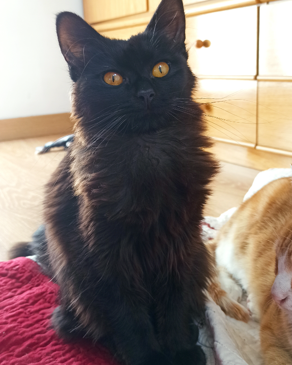 Missing Cat - Arnedo